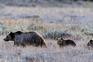 Man Fights Off Bear Attack With Just A Hatchet
