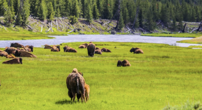 Photographer In Montana Captures Incredibly Rare Bison | Stories Ongoing