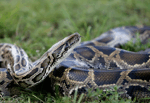 12 Foot Burmese Python Caught In Southwest Florida