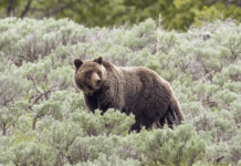 Teachers Injured Defending Students During Nature Outing In Canada