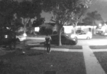 Amazon Driver Allegedly Takes Home Owners Cat